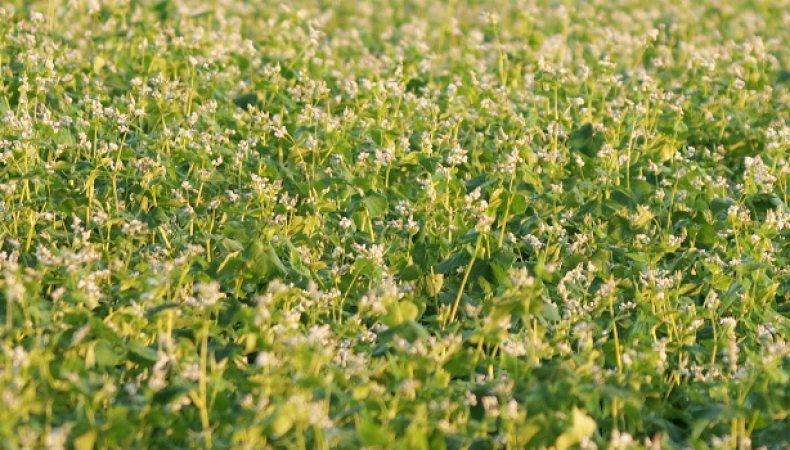 Varieties of buckwheat varieties, their description and characteristics