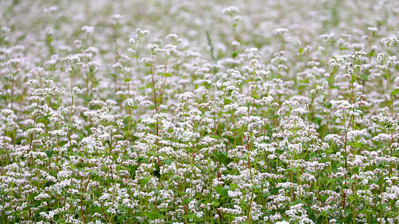 Varieties of buckwheat varieties, their description and characteristics