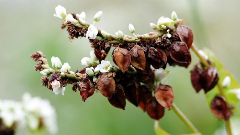 Varieties of buckwheat varieties, their description and characteristics