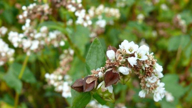 Varieties of buckwheat varieties, their description and characteristics