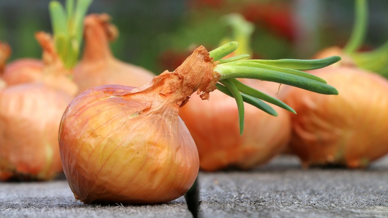 Detailed instructions: how to grow onions from A to Z