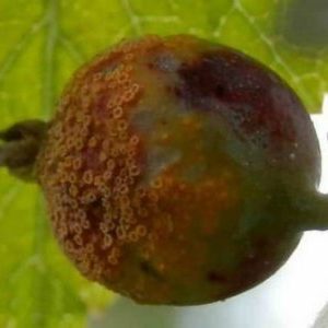 Why did gooseberry rust appear and what to do to get rid of it