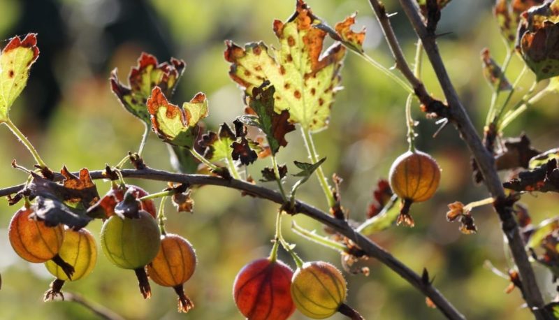 Why do gooseberry leaves fall and how to deal with it