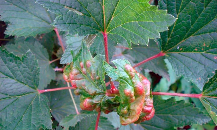 The main steps for caring for gooseberries in the spring after winter for a good harvest