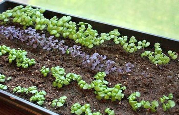 How and when to plant basil seedlings correctly in the Moscow region
