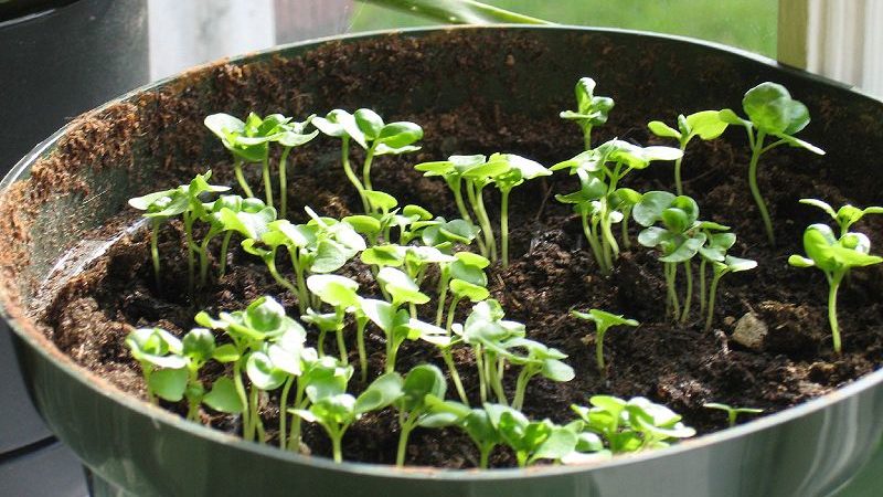 How and when to plant basil seedlings correctly in the Moscow region