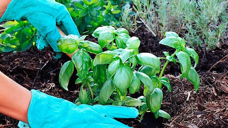 How and when to plant basil seedlings correctly in the Moscow region