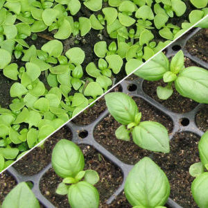 How and when to plant basil seedlings correctly in the Moscow region