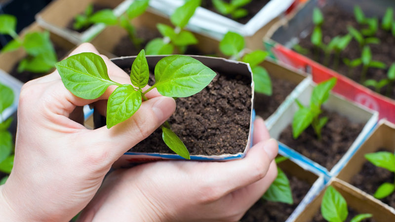 How and when to plant basil seedlings correctly in the Moscow region