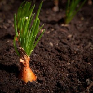 When to plant family onions before winter and is it possible in the Urals
