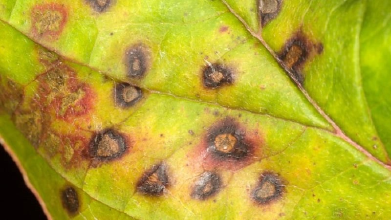 Diseases and pests of gooseberries and methods of dealing with them
