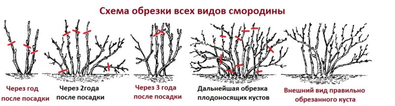 Black currant variety An ordinary miracle: features, rules for planting, care and reproduction