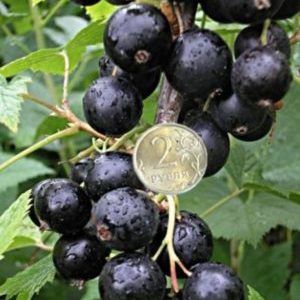 Black currant variety An ordinary miracle: features, rules for planting, care and reproduction