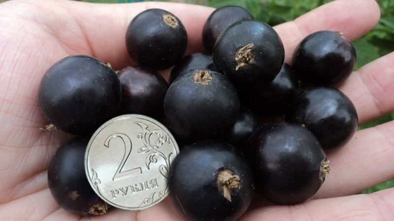 Black currant variety An ordinary miracle: features, rules for planting, care and reproduction