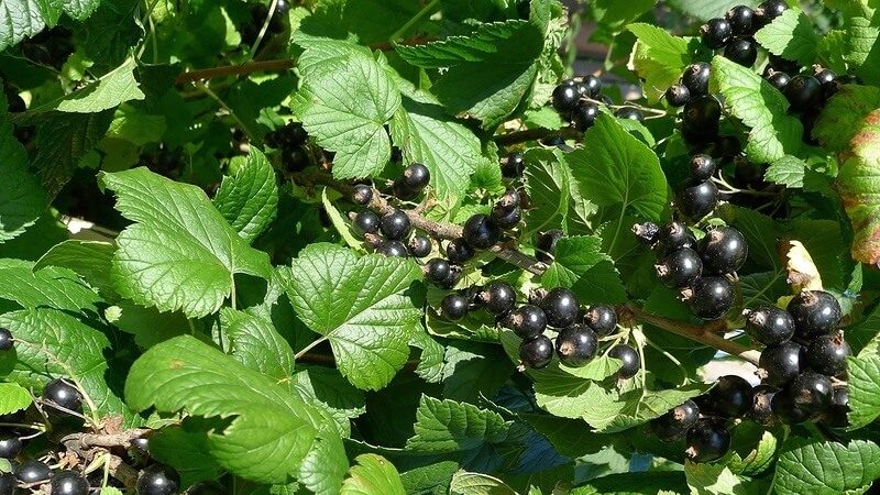 Black currant variety An ordinary miracle: features, rules for planting, care and reproduction