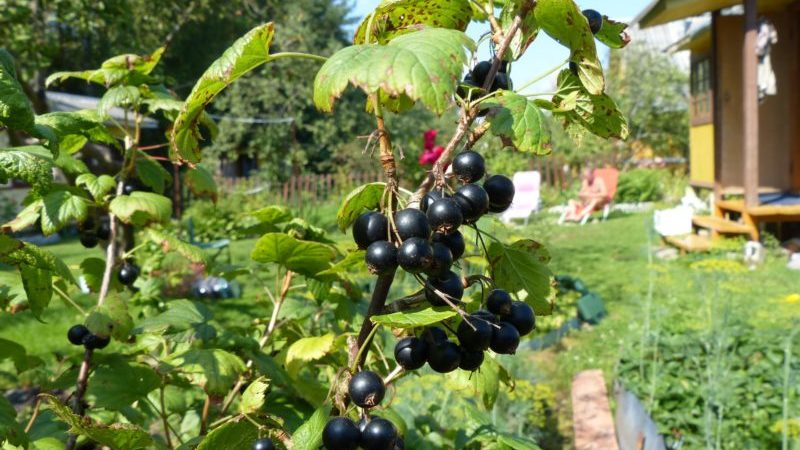 Black currant variety An ordinary miracle: features, rules for planting, care and reproduction