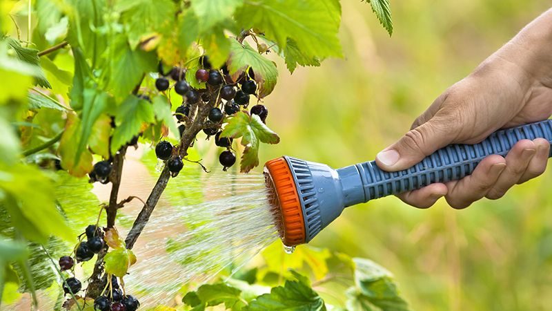 Black currant variety An ordinary miracle: features, rules for planting, care and reproduction