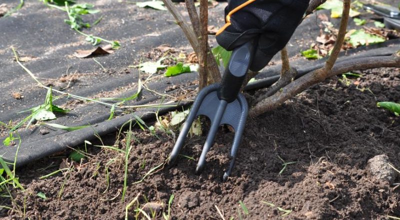 Black currant variety An ordinary miracle: features, rules for planting, care and reproduction
