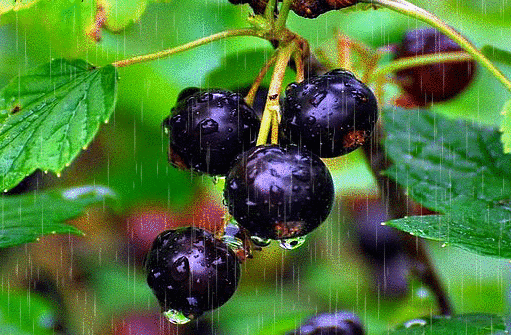 Black currant variety An ordinary miracle: features, rules for planting, care and reproduction
