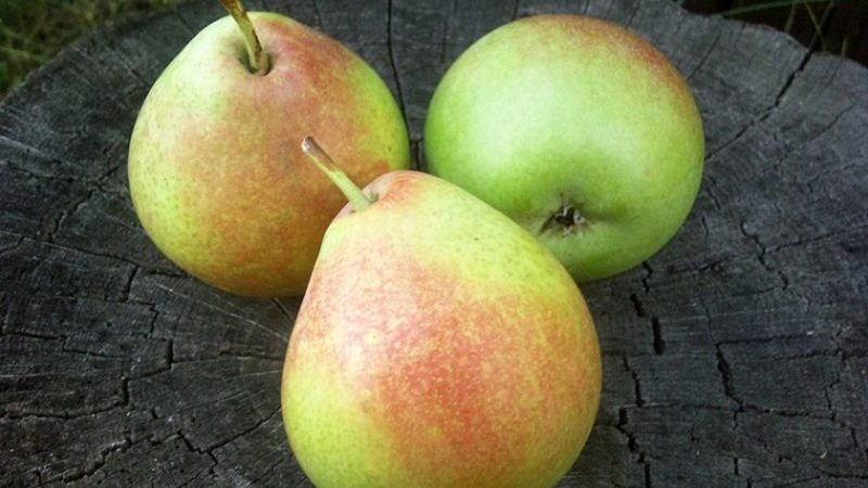 High-yielding resistant pear variety Elena