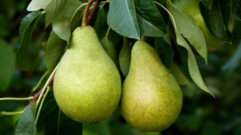 Unpretentious high-yielding pear variety Victoria