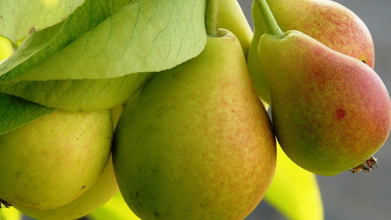 Unpretentious high-yielding pear variety Victoria