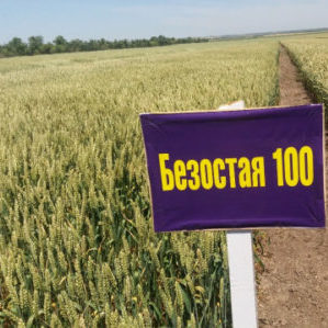 Winter wheat variety Bezostaya 100: characteristics and description
