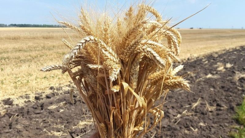 Winter wheat variety Bezostaya 100: characteristics and description