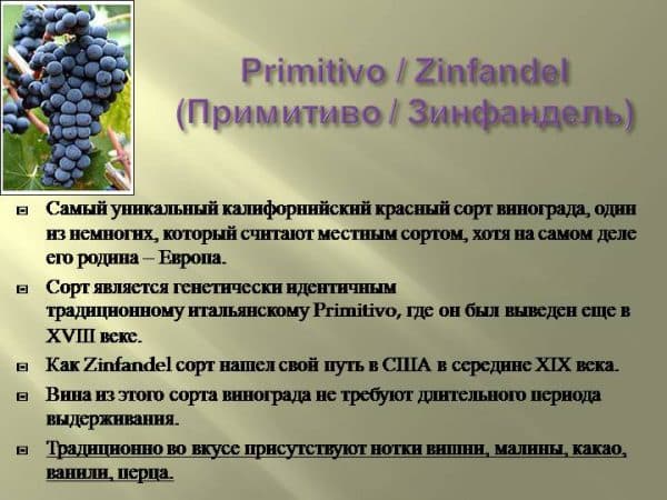 Early ripe dark-skinned Primitivo grape