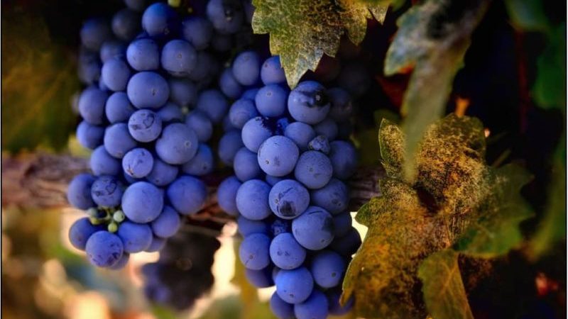 Description of the most delicious grape varieties