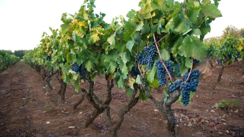 Early ripe dark-skinned Primitivo grape