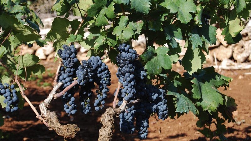 Description of the most delicious grape varieties