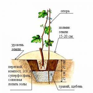 Delicate, fragrant Veles grape variety from Ukrainian breeders