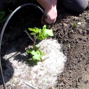 Delicate, fragrant Veles grape variety from Ukrainian breeders