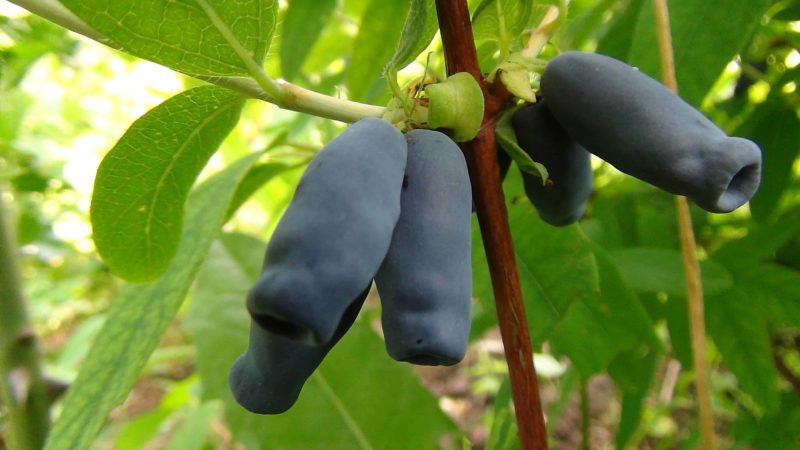 Planting and caring for honeysuckle in the Moscow region