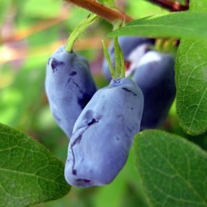 Resistant sweet honeysuckle cultivar Cinderella