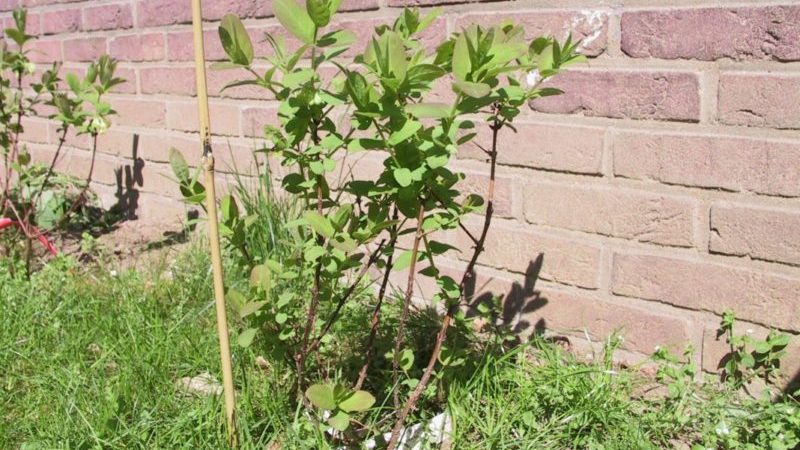 Resistant sweet honeysuckle cultivar Cinderella