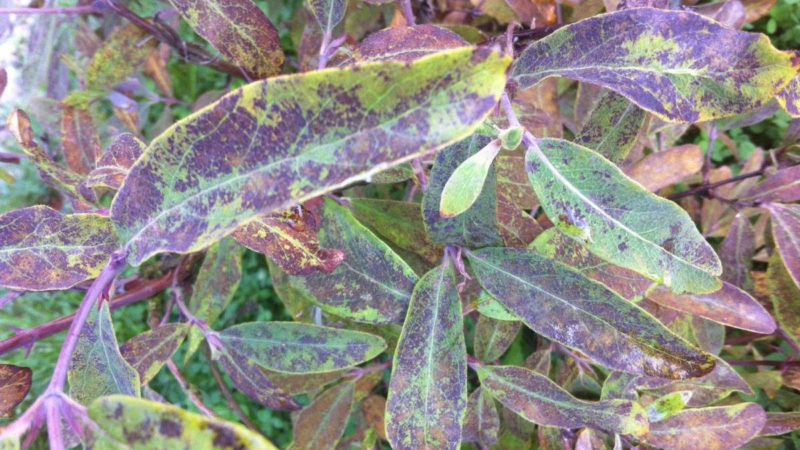 Resistant sweet honeysuckle cultivar Cinderella