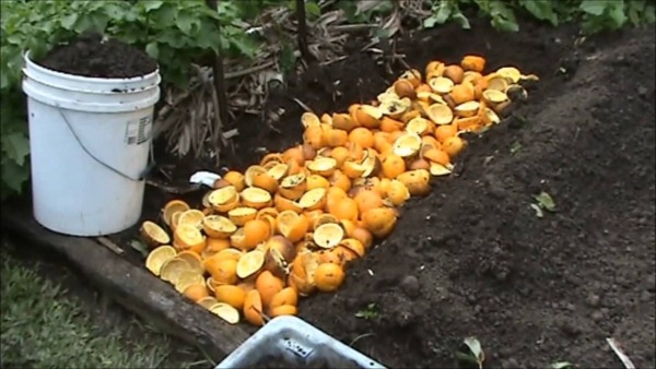 How to use tangerine peels for maximum benefit