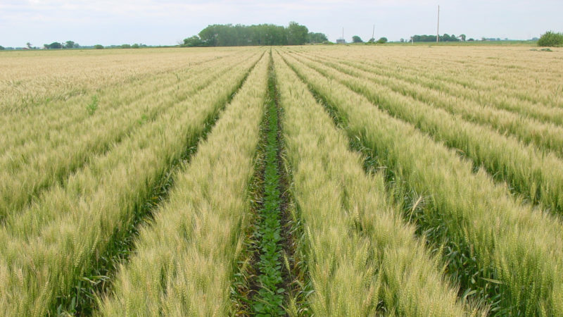 Dates and rates of millet sowing with an ordinary sowing method and further care of plantings