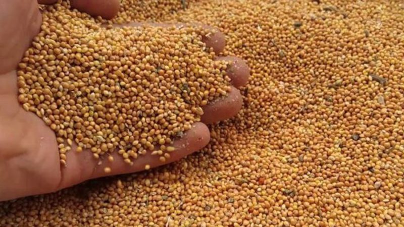 Dates and rates of millet sowing with an ordinary sowing method and further care of plantings
