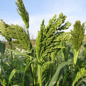 Dates and rates of millet sowing with an ordinary sowing method and further care of plantings