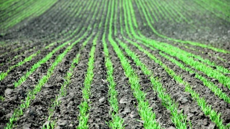 Dates and rates of millet sowing with an ordinary sowing method and further care of plantings