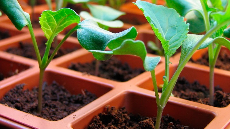 Timing and technology of planting broccoli cabbage for seedlings and caring for seedlings at home