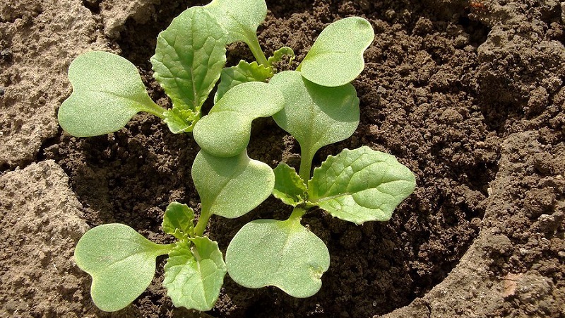 Timing and technology of planting broccoli cabbage for seedlings and caring for seedlings at home