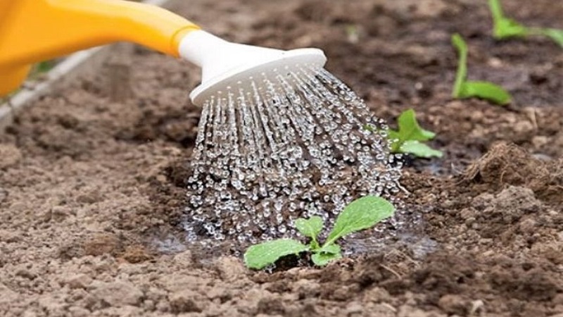 Growing and caring for broccoli cabbage outdoors in Siberia