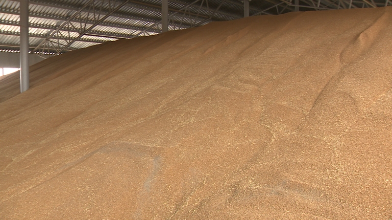 Terms, rules and methods for storing wheat on an industrial scale and at home
