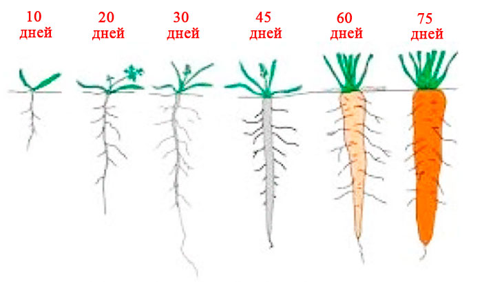 We analyze the structure of the root system of carrots - what are its features
