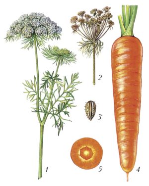 We analyze the structure of the root system of carrots - what are its features