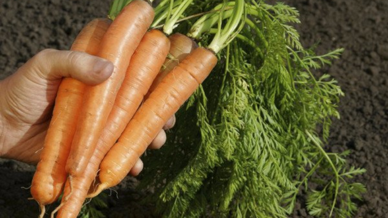 We analyze the structure of the root system of carrots - what are its features